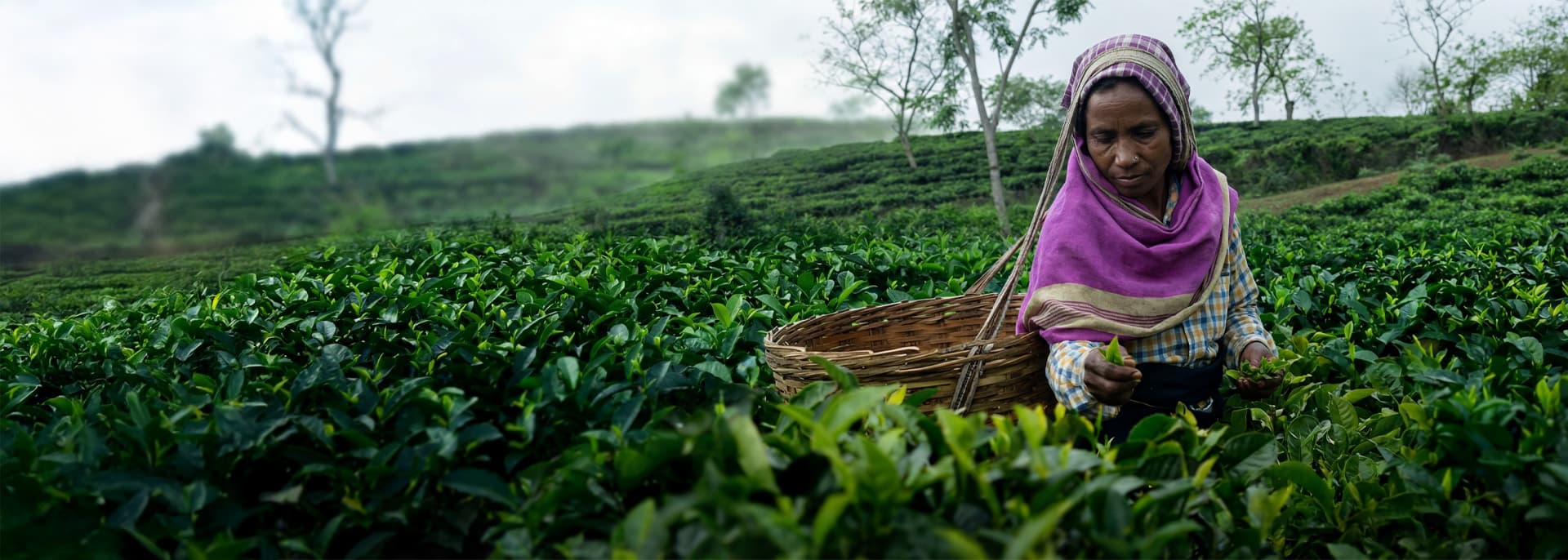 Goodness of Tea, Delivered Fresh