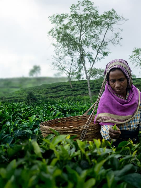 Goodness of Tea, Delivered Fresh